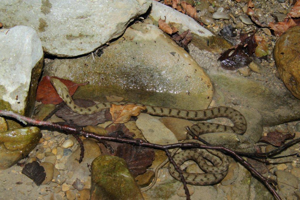 Escursione erpetologica Parco Nazionale Foreste Casentinesi